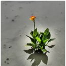 에그리나 이미지