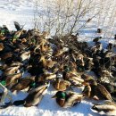 행복오리 이미지