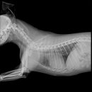 산수유동물병원 이미지