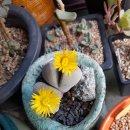 <b>딘트</b>란투스가 꽃이