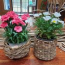 정원교실 이미지