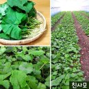 신토불이 450고지 영양 일월산 무공해 곰취 50% 맛보기 이벤트 이미지