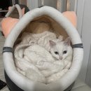 관설동 동물병원 아이온! 고양이 방광염 치료 후기
