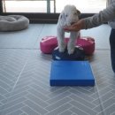 상희독스 아카데미 네이버블로그