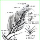 한국춘란(韓國春蘭) 배양의 이해와 관리/01(한배관87) 이미지