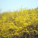 개나리공원1 이미지