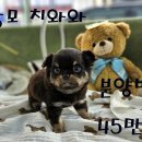 강아지 친구 이미지