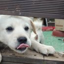 돈순이 정육점 이미지