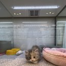 유어펫 일산본점 이미지