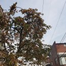 아리스타팰리스Ⅱ 이미지