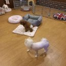 펫하우스 V 이미지