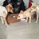 까망베르2호점 이미지