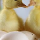 행복오리농장 이미지