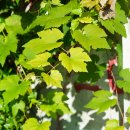 포도 Vitis vinifera L. (갈매나무목 ＞ 포도과 ＞ 포도속) 이미지