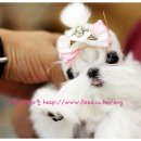 리틀애견타운 이미지