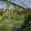 소나무 농장 이미지