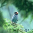 국립합창단 : 새야 새야 (Saeya Saeya) - 오병희 작곡, 윤의중 지휘 이미지