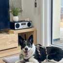 베일리하우스애견펜션 | 강릉 애견동반펜션 재방문, 대형견 동반 베일리하우스 독채애견펜션