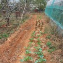 대견농장 이미지