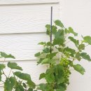 덕천리 삼거리 민박 이미지