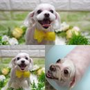 다온애견미용 이미지