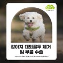 금빛동물수술센터 이미지