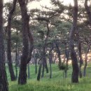이른아침 공주고마나루솔밭풍경~ 이미지