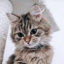 아는수의사 동물병원 이미지