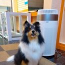 예쁘개&사랑스럽개 이미지