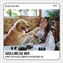 제주스냅 추천｜서귀포 모모스튜디오 애견동반 스냅촬영 솔직후기