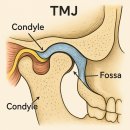 턱관절(TMJ) 해부학 턱관절장애(TMD)를 이해하기 위한 핵심 구조. 이미지