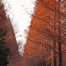 가림이 힐링 이미지