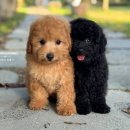 토이 켄넬 이미지