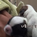 밍키 Daum카페