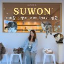 소나캣 | 수원 고양이카페 갔다가 심쿵 아이랑 실내 가볼만한곳 수원역 데이트 추천