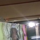 살구정이 이미지