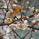 활짝핀 매화꽃에 네발나비와 꿀벌들. 이미지