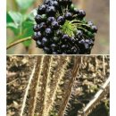 죽장축산 이미지