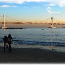 부산갈메기 이미지