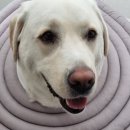 백동물병원 이미지