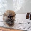 퍼피힐(PUPPY HILL) | 부천애견분양 소중한 소형견가족 퍼피힐에서 만나보실 수 있어요