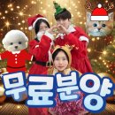 인천고양이분양 테디럽 이미지