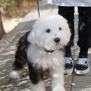 유앤미펫 고양이분양 강아지분양 인천본점 이미지