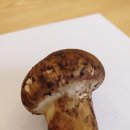 조은식품