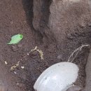 주어사지 이미지