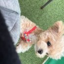 돌봄 | 크림토이푸들분양 ■인형보다 더 인형같은 타이니푸들 돌봄 분양후기■