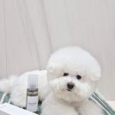 루이비숑 | 일본에서 구매한 테구스미 실크미스트 스킨용 사용 후기