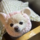 멍컷 네이버블로그
