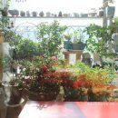 재스민향기 이미지