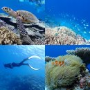 대한의무기록번역원 | 미야코지마 야비지 투어 PADA 스노쿨링 준비물 프리다이빙 후기